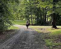 all-quarter-horse
