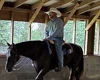 all-around-quarter-horse