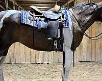 pleasure-paint-horse