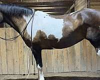trail-paint-horse