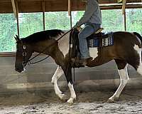 athena-paint-horse