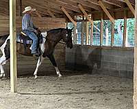 all-around-paint-horse