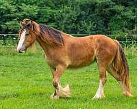 bay-gypsy-vanner-filly