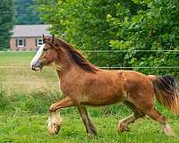 bay-gvhs-horse