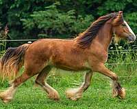 bay-gvhs-filly