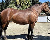 bay-star-horse