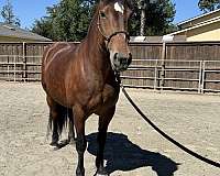 bay-belgian-mare