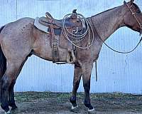 all-around-quarter-horse