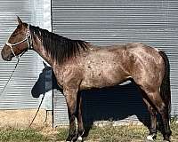 athletic-quarter-horse