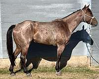 flashy-quarter-horse