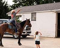 bay-roan-working-catt-horse