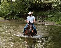 beginner-quarter-horse