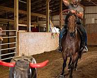 flashy-quarter-horse
