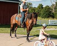 heel-quarter-horse