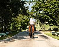 husband-safe-quarter-horse