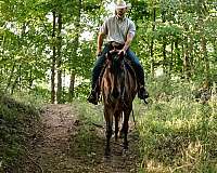 kid-safe-quarter-horse