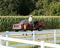 lesson-quarter-horse