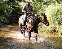 ranch-quarter-horse