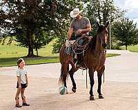 ranch-versatility-quarter-horse