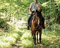 ranch-work-quarter-horse