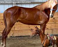 broke-to-ride-kentucky-mountain-horse