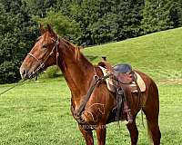 broke-to-ride-drive-kentucky-mountain-horse