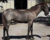 blue-roan-rocky-mountain-filly