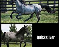 blue-roan-double-dilute-horse