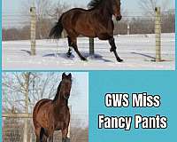 blue-roan-rmha-filly