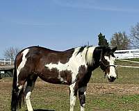 companion-paint-horse