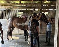 tobiano-paint-mare