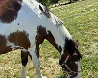 tobiano-companion-horse