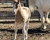 silver-colt
