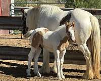 silver-gypsy-vanner-palomino-horse