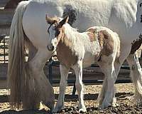 dun-gypsy-vanner-palomino-horse
