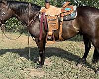 all-around-quarter-horse