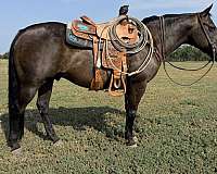flashy-quarter-horse