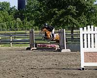 12-hand-welsh-pony-mare