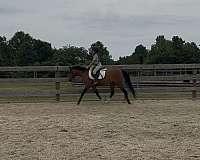 12-hand-welsh-pony