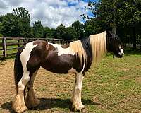 tack-gypsy-vanner-horse