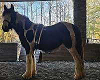 unflappable-gypsy-vanner-horse
