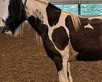 second-gypsy-vanner-horse