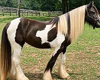 alpharetta-gypsy-vanner-horse