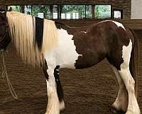 amateur-gypsy-vanner-horse