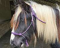 leadline-gypsy-vanner-horse