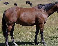 all-around-quarter-horse