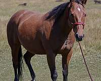 athletic-quarter-horse