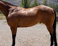 flashy-quarter-horse
