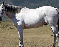 all-around-quarter-horse