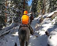 beginner-quarter-horse